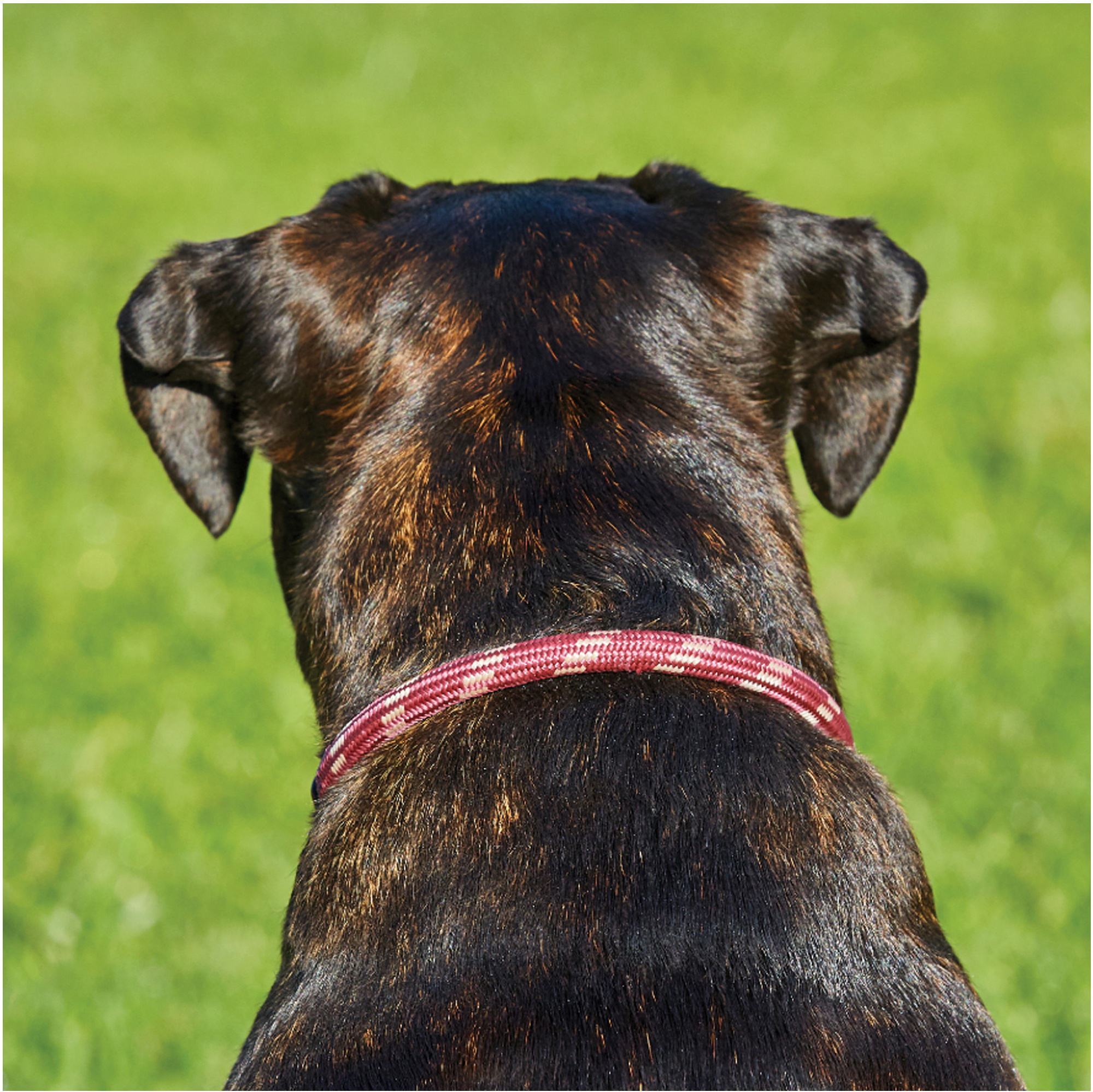 Weatherbeeta Rope Leather Dog Collar 1001700 - Burgundy